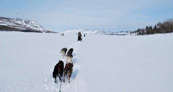 Dog Sled 560x300