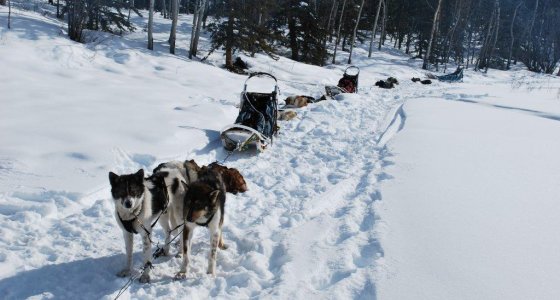 Dog Sled Whitehorse, Yukon 560x300