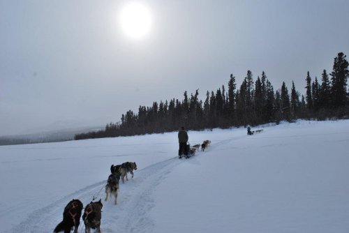 Dog Sled Team at Sunset Yukon Quest