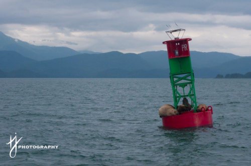 Sealions in Lynn Canal