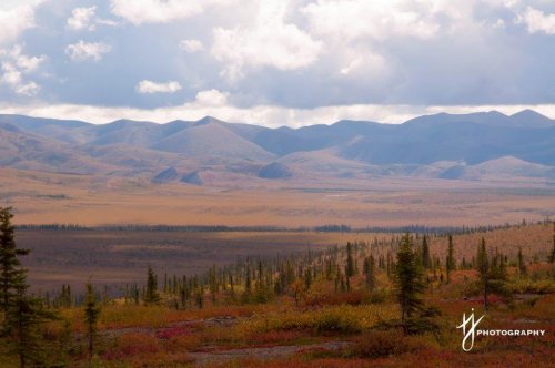 Dempster Highway Fall Colours