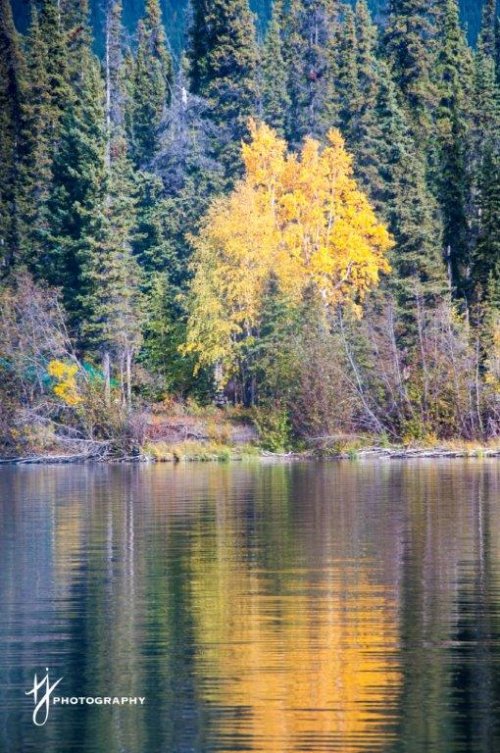 The Colours of Fall in the Yukon