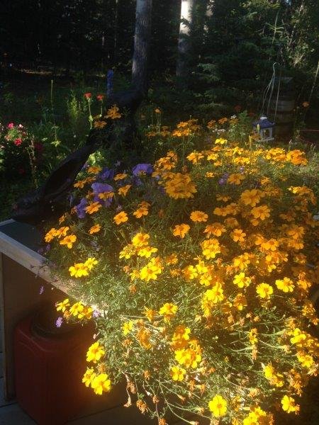 Marvellous Marigolds at Hidden Valley B&B