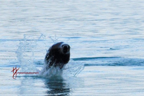 Moving Fast in the Waters Off Alaska