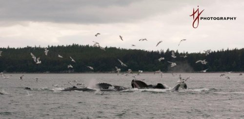 Whales off the Coast of Alaska