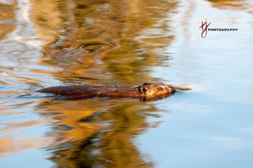 Beaver in the Yukon Territory