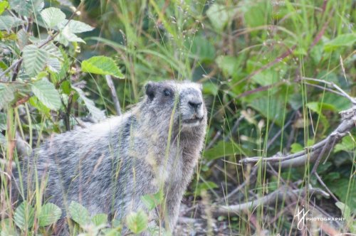 Marmot in the Yukon Wilderness