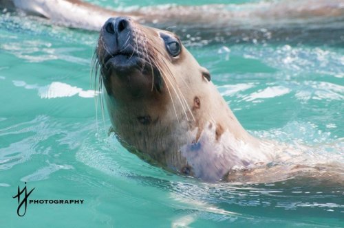 Sea lions in waters off Alaska