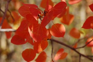 Orange Poplar Leaves, Whitehorse, Yukon.