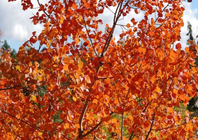 Vibrant orange tree, Whitehorse, Yukon.