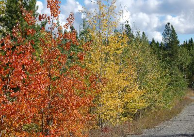 Fall Colours. Whitehorse, Yukon.