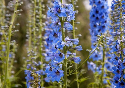 Delphiniums at Hidden-Valley-BB-1600px