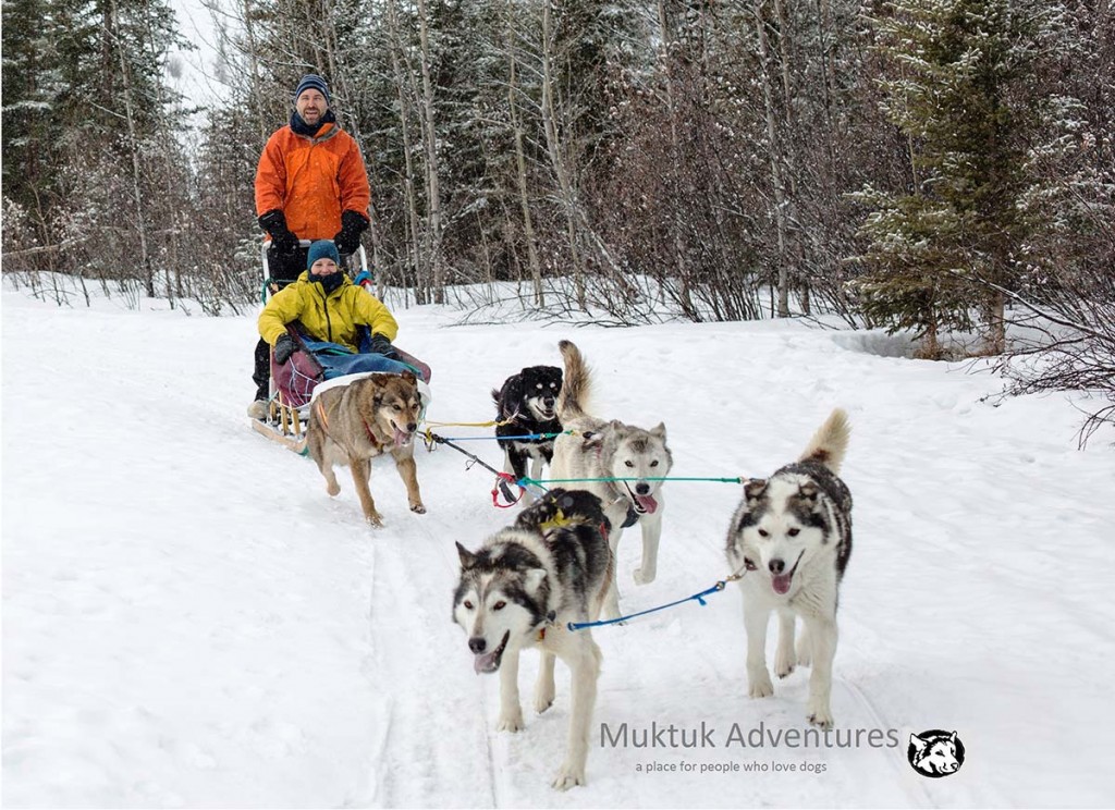 Dog Sledding with Muktuk Adventures, Whitehorse