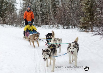 Dog Sledding with Muktuk Adventures, Whitehorse