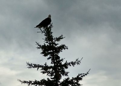 Watchful Eagle, Whitehorse, Yukon