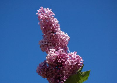 Hidden Valley Bed & Breakfast, Summer Garden, Whitehorse, Yukon