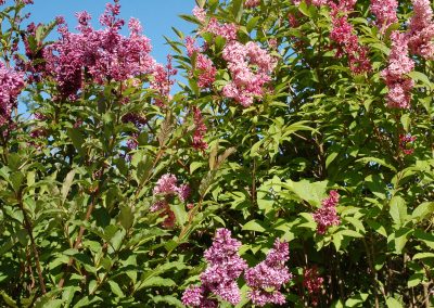 Lilacs, Courtyard, Hidden Valley Bed and Breakfast, Whitehorse