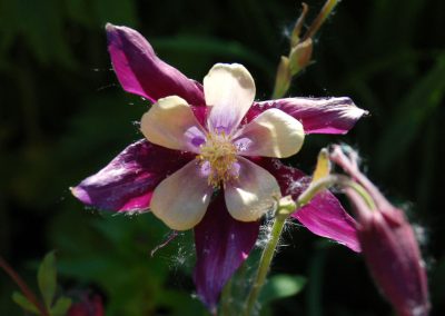 Hidden Valley Bed & Breakfast, Summer Garden, Whitehorse, Yukon