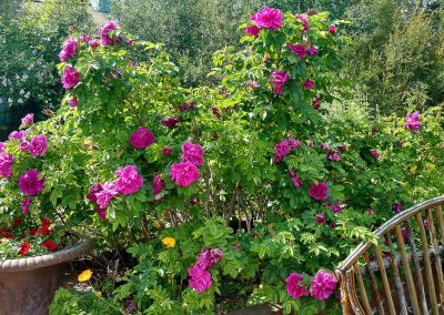 Wild Roses, Courtyard, Hidden Valley Bed and Breakfast, Whitehorse