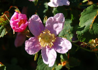 Wild Rose, Hidden Valley Bed and Breakfast, Whitehorse