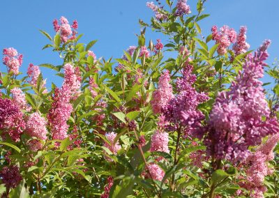 Fragrant Lilacs, Hidden Valley Bed and Breakfast, Whitehorse