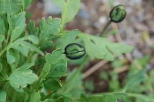 Buds about to pop, at Hidden Valley Bed & Breakfast, Yukon