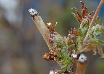 Tree regrowth outside at Hidden Valley Bed & Breakfast, Whitehorse, Yukon