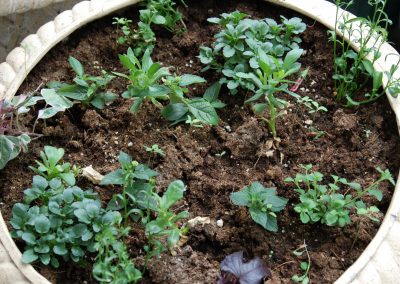 Spring babies growing in Hidden Valley Bed and Breakfast Greenhouse, Yukon