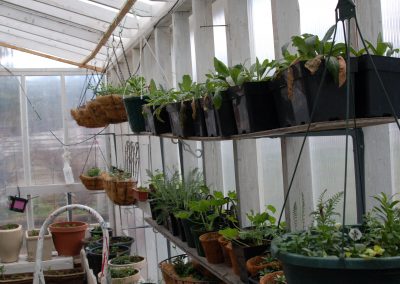 Rows of flowers ready for planting at Hidden Valley Bed and Breakfast greenhouse, Yukon