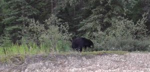 Black Bear Eating Berries, Yukon