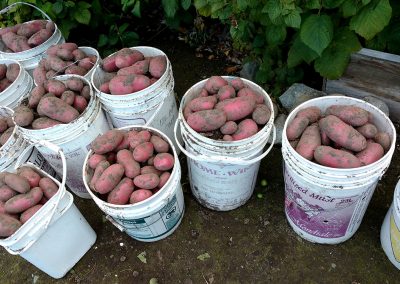 Red Potatoes, Hidden Valley Bed and Breakfast Garden, Whitehorse, Yukon