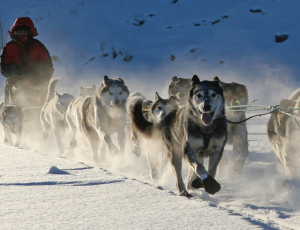 Yukon Dog Sled Race, Yukon Quest, 2017, Whitehorse, Yukon