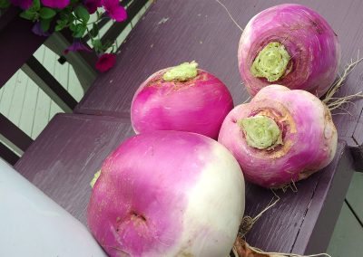 Big, beautiful Turnips from the garden at Hidden Valley Bed and Breakfast. Whitehorse Accommodation. Yukon.