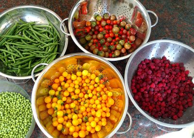 Day's harvest of peas, rasperries, green beans, tomatoes, from the garden at Hidden Valley Bed and Breakfast, Whitehorse Accommodation. Yukon.