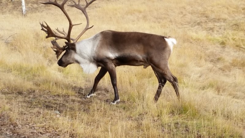 Caribou at Wildlife Preserve in Whitehorse, Yukon